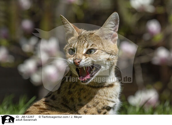 ausgewachsene Savannah / adult Savannah / JM-12267