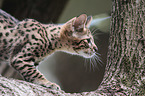 Savannah kitten