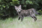standing Savannah kitten