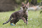 standing Savannah kitten