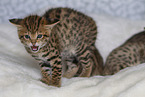 Savannah F2 Generation