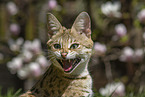 adult Savannah