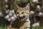 adult Savannah