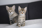 Savannah Kitten