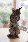 Savannah