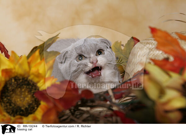 fauchende Katze / hissing cat / RR-19244