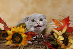 hissing cat