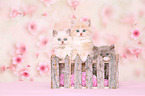 Selkirk Rex Kitten