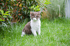 Selkirk Rex kitten