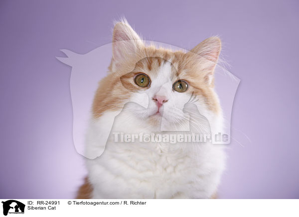 Sibirische Katze / Siberian Cat / RR-24991