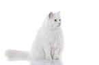 sitting Siberian Forest Cat