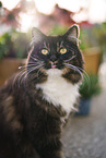Siberian Forest Cat