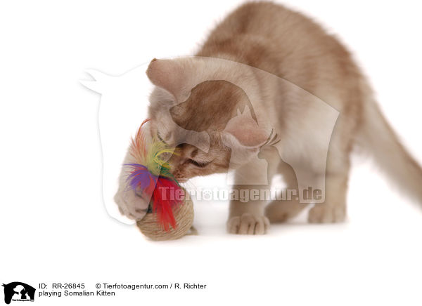 spielendes Somali Ktzchen / playing Somalian Kitten / RR-26845