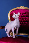 Sphynx Cat