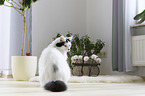 sitting Turkish Angora