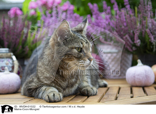 Maine-Coon-Mischling / Maine-Coon-Mongrel / WVDH-01022