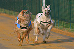 running Afghans