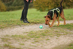 Airedale Terrier
