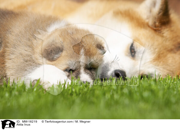 Akita Inus / Akita Inus / MW-18219