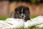Akita Inu puppy lying on blanket