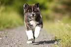 running Akita Inu puppy