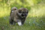 running Akita Inu puppy