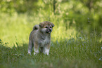 Akita Inu puppy