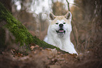 male Akita Inu in autumn