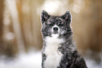 Akita Inu