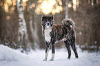 Akita Inu