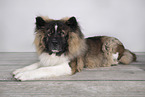 longhaired Akita Inu