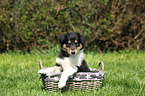 American Collie Puppy