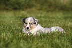 American Collie Puppy