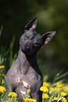 American Hairless Terrier between dandelions