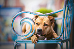 lying  American Pit Bull Terrier