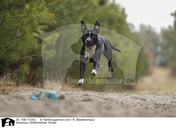 American Staffordshire Terrier / American Staffordshire Terrier / KB-17292