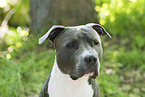 American Staffordshire Terrier