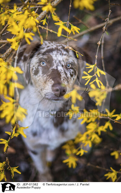 Aussiedor Welpe / Aussiedor Puppy / JEP-01382