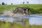 Australian Cattle Dog runs through the water
