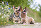 Australian Cattle Dogs