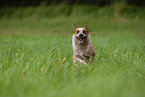 running Australian Cattle Dog