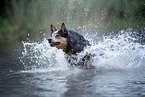 Australian Cattle Dog runs through the water