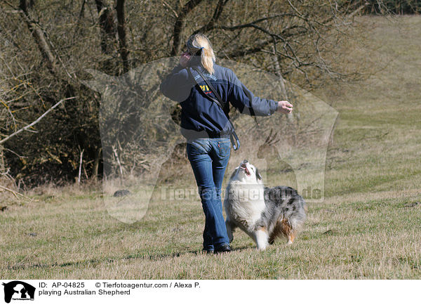 spielender Australian Shepherd / playing Australian Shepherd / AP-04825