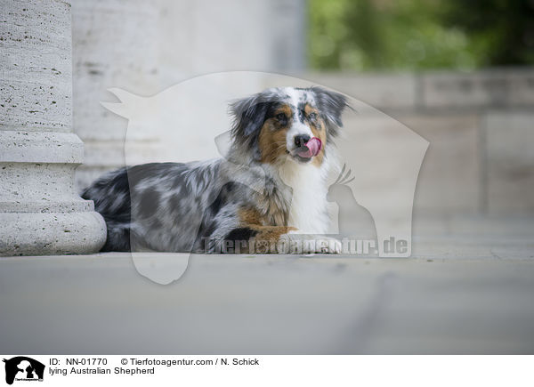 liegender Australian Shepherd / lying Australian Shepherd / NN-01770