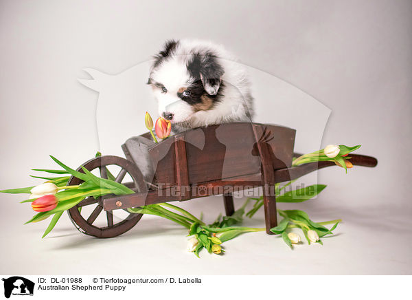 Australian Shepherd Welpe / Australian Shepherd Puppy / DL-01988
