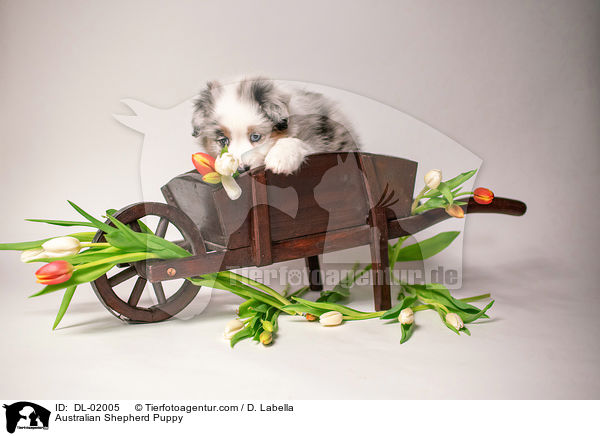 Australian Shepherd Welpe / Australian Shepherd Puppy / DL-02005
