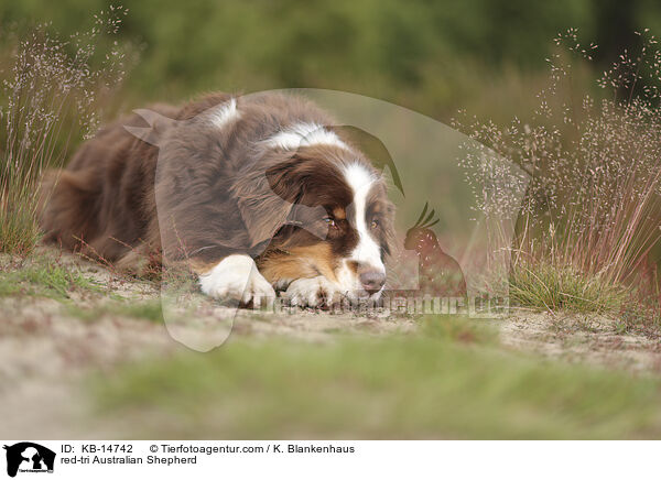 red-tri Australian Shepherd / red-tri Australian Shepherd / KB-14742