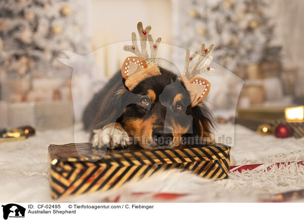 Australian Shepherd / Australian Shepherd / CF-02495