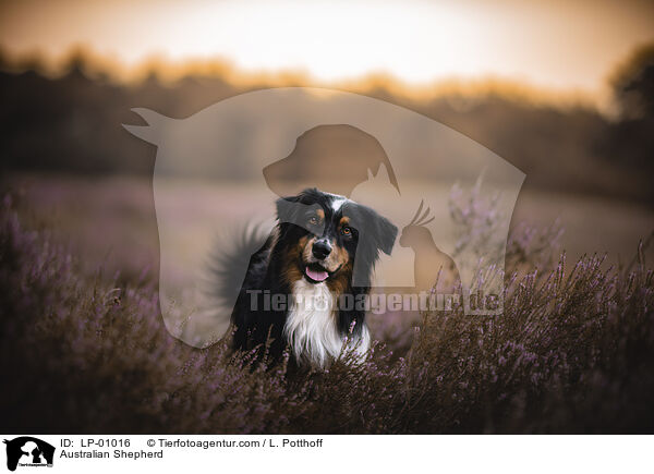 Australian Shepherd / Australian Shepherd / LP-01016