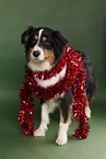 Australian Shepherd
